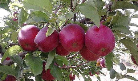 قیمت خرید حمایتی سیب صنعتی و گوجه فرنگی تعیین شد