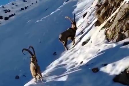 گونه های کل و بز وحشی بعد از 20 سال در اشنویه مشاهده شدند