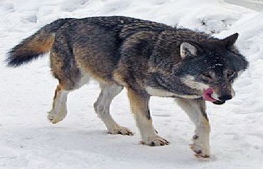 مرد جوان سردشتی خوراک گرگ شد