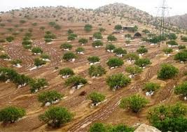 بهره برداری از ۵ پروژه آبخیزداری و جنگل کاری در مهران به مناسبت هفته دولت