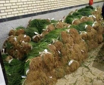 جهاد کشاورزی قم محموله سبزیجات به آذربایجان غربی ارسال نکرده است