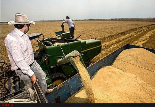 تیر خلاص دولت به خودکفایی در تولید گندم/ نرخ خرید تضمینی گندم 2500تومان تعیین شد
