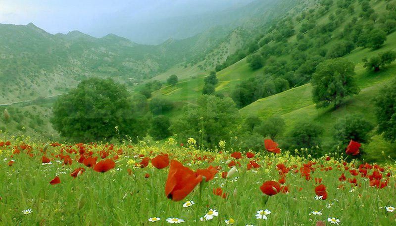 صدور سند یکهزار هکتار از اراضی جنگلی سردشت/ طرح کاداستر راهکار مبارزه با زمین خواری
