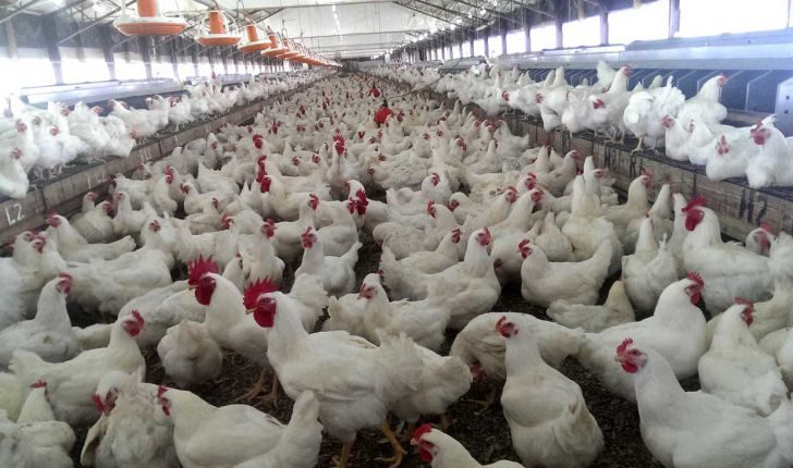 خرید حمایتی روزانه ۱ هزار تن مرغ مازاد مرغداران