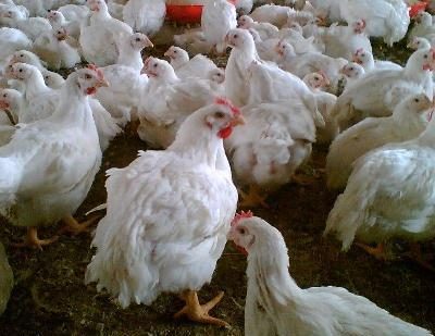زیان ۱۵۰۰ میلیارد تومانی تولیدکنندگان مرغ گوشتی/ افزایش قیمت نهاده ها مشکل صنعت طیور
