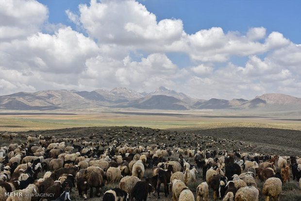 دام مازاد در آذربایجان غربی سه برابر ظرفیت مراتع استان
