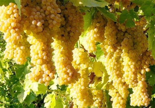 ایوان، قطب نوظهور انگور کشور با ارزش ۵ هزار میلیارد تومانی