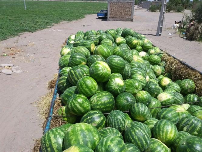 صادرات 4 هزار تن هندوانه انبار شده از ارومیه به مقصد ترکیه