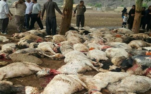 برخورد صاعقه 30 گوسفند را در روستای «قاپقوی» جلالوند تلف کرد