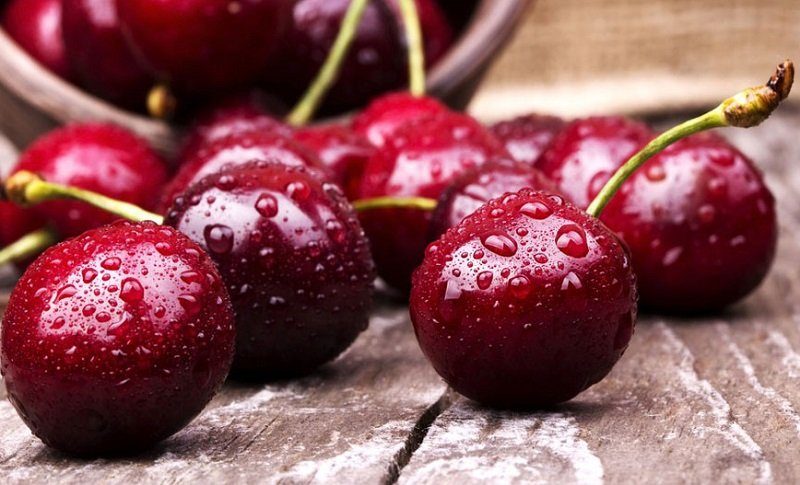 سرمازدگی برداشت گیلاس در اشنویه را به نصف کاهش داد