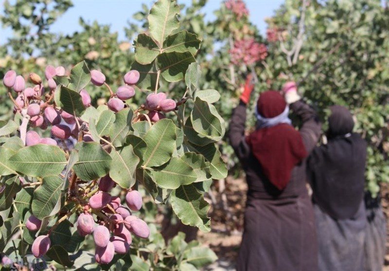 ایلام مناسب برای گسترش باغات پسته