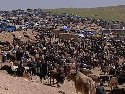 تب برفکی میدان دواب مهاباد را هم تعطیل کرد