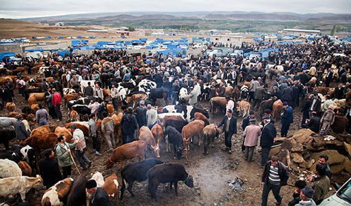 میدان دواب بوکان دوباره تعطیل شد