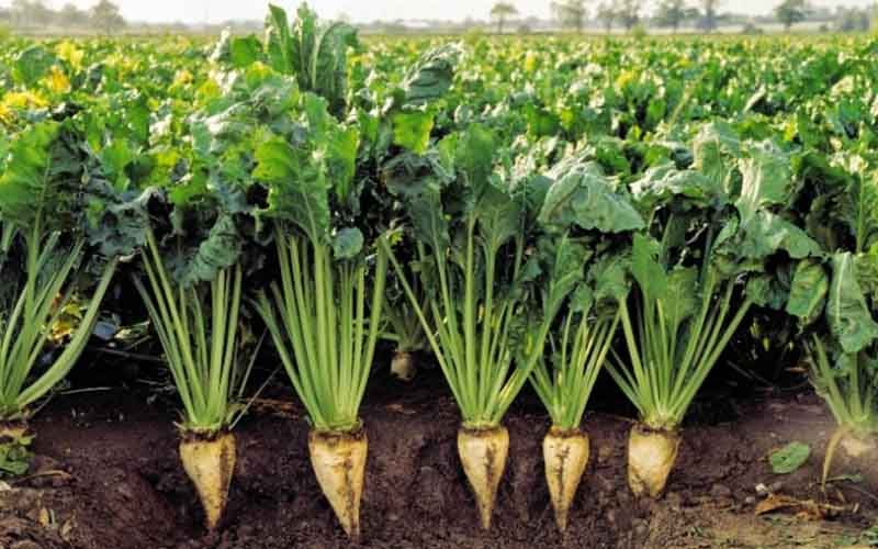 آذربایجان غربی ٣٢ درصد چغندرقند بهاره ایران را تولید می کند