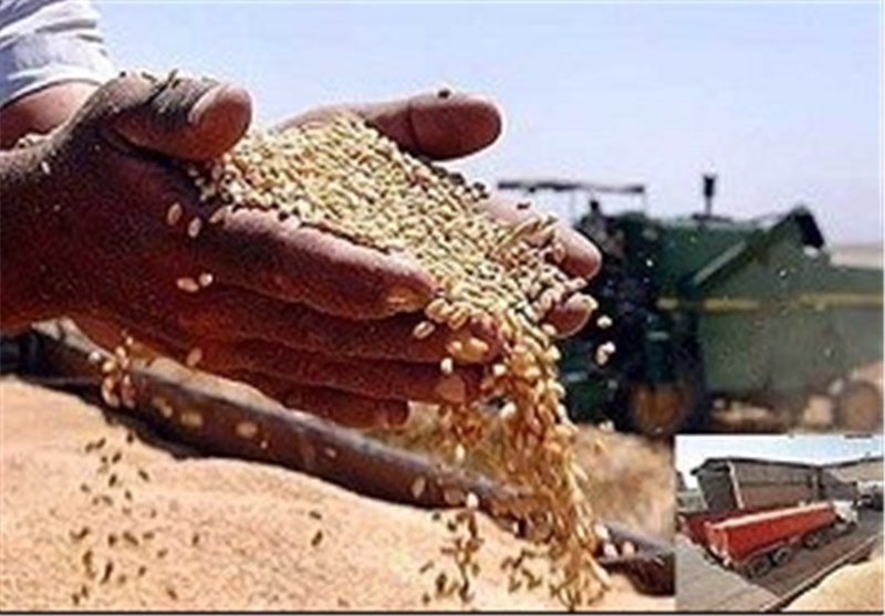 آیا خودکفایی گندم اسیر بازی‌های سیاسی شده است؟