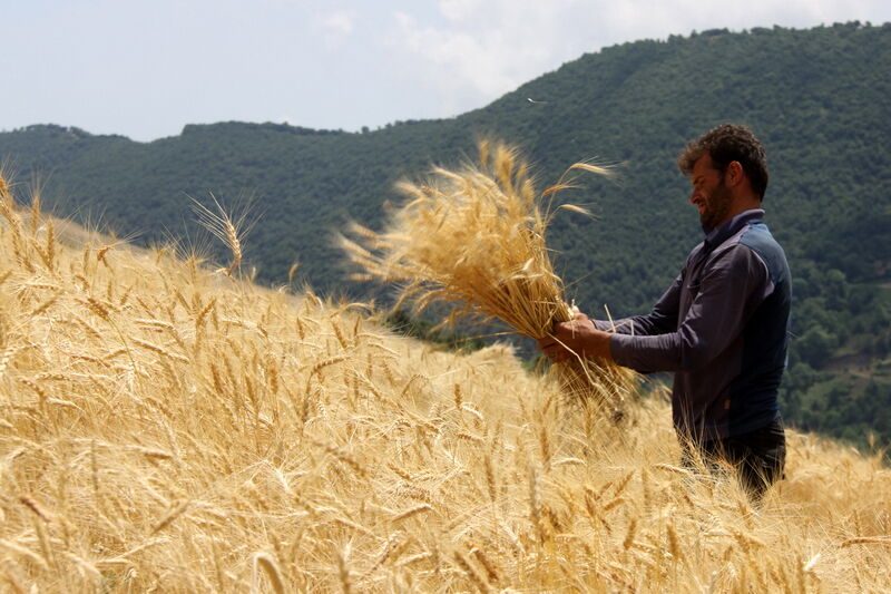 ز گندم، گندم بروید، از گندم آذربایجان غربی حسرت!