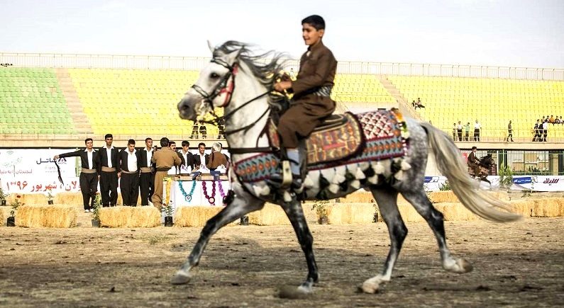 کرمانشاه میزبان همایش بزرگ اسب کُرد