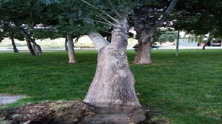 سرعت تندباد در مهاباد به ۹۰ کیلومتر در ساعت رسید/ تدوام وزش باد