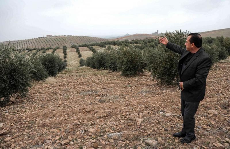 Smuggled olive trees from Syria take roots in Kurdish Iraq