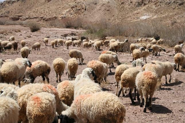 خشکسالی جمعیت دام سبک سلماس را کاهش داد