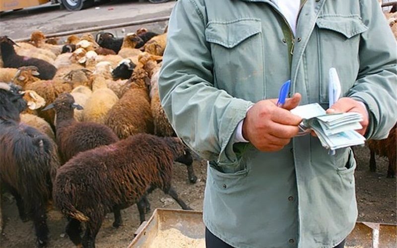 افزایش بیش از هزار درصدی کشفیات قاچاق دام در مرزهای آذربایجان‌غربی