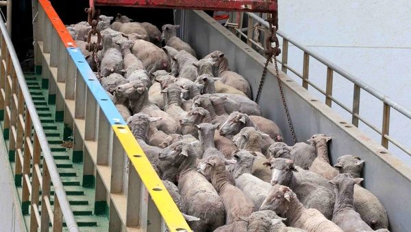 واریز 91 میلیارد تومان به حساب دولت از محل فروش احشام قاچاق در آذربایجان غربی