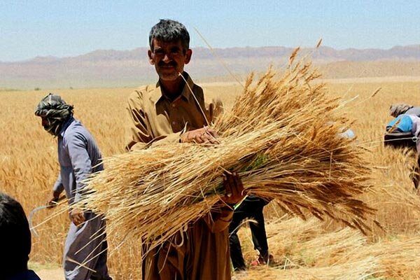 نماینده سردشت و پیرانشهر در مجلس: کشاورزان را بدبخت کردیم