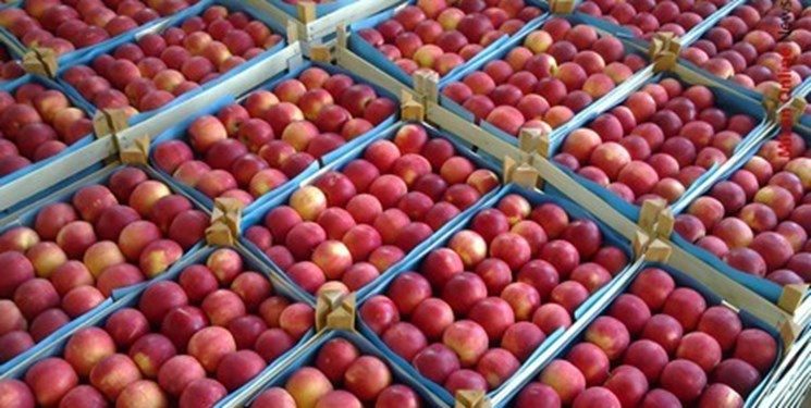 ماندن حتی یک کیلو سیب در سردخانه های آذربایجان غربی قابل قبول نیست