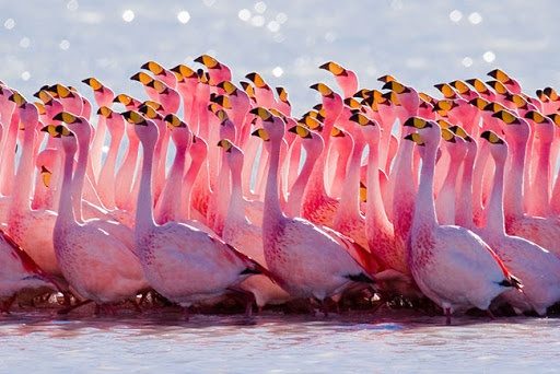 غلظت بالای نمک حضور فیلامینگوها در دریاچه ارومیه را کاهش داد