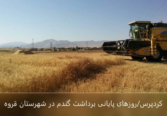 روزهای پایانی برداشت گندم در شهرستان قروه