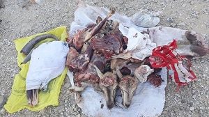 یک گروه شکارچی غیرمجاز در مهران دستگیر شد