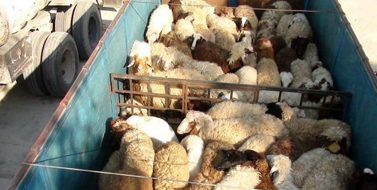 قاچاق احشام امنیت اقتصادی آذربایجان غربی را تهدید می کند