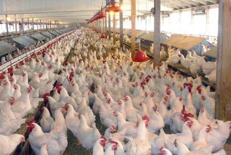مرغ های تولیدی مهاباد سر از کشتارگاه های ارومیه در آوردند!