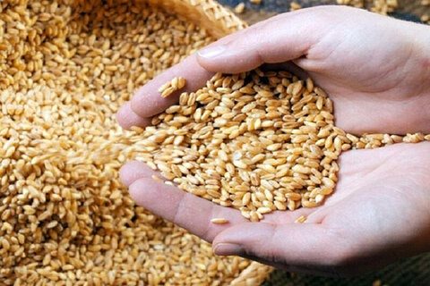 بیش از 13 هزار میلیارد ریال بهای گندم به حساب کشاورزان کردستانی واریز شد
