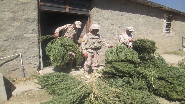 ۵۰۰ کیلوگرم ماریجوانا در سردشت کشف شد