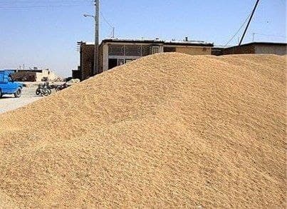 کشف بیش از 12 تن ذرت قاچاق در کنگاور