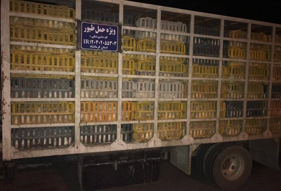 توقیف 8 محموله مرغ زنده فاقد مجوز بهداشتی قرنطینه ای طی 72 ساعت گذشته