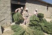 کشف 500 کیلوگرم ماریجوانا در سردشت