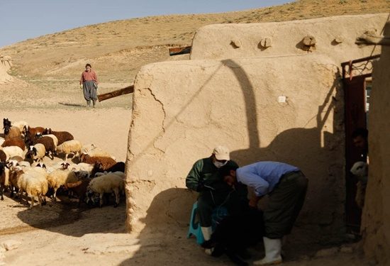کنترل کامل بیماری طاعون نشخوار کنندگان کوچک در کردستان