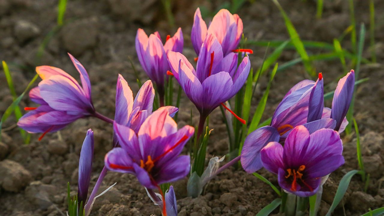 ۶۳ هکتار از اراضی کردستان زیر کشت زعفران است