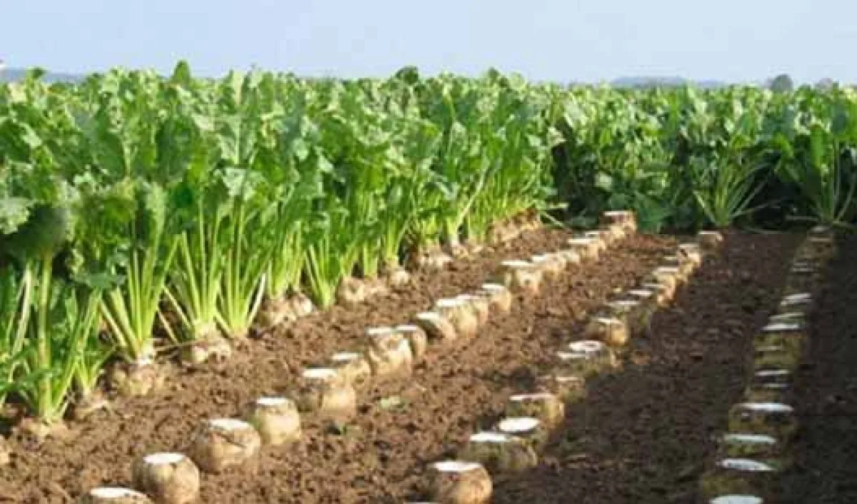 مدیر وزارت جهاد کشاورزی: آذربایجان‌غربی قطب چغندرقند ایران/ کشت پاییزه تضمین آینده تولید شکر است