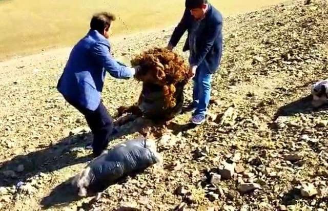 پشم های آلوده دام در حاشیه سد مهاباد جمع آوری شدند