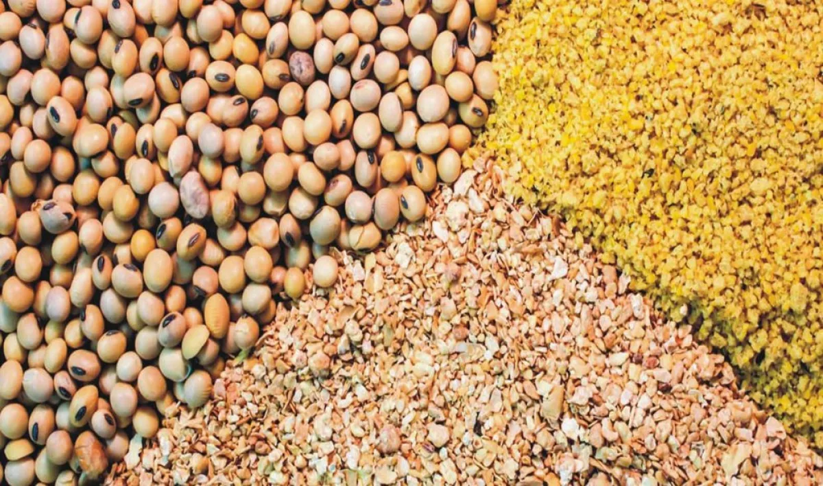 هشت هزار تن نهاده دامی به مرغداران کردستان تحویل شد
