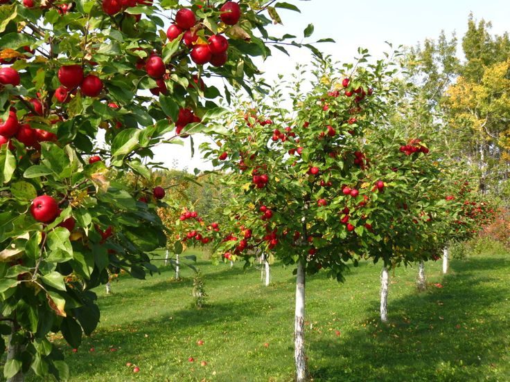 قطب سیب ایران به نقشه راه عملیاتی برای تولید نیاز دارد