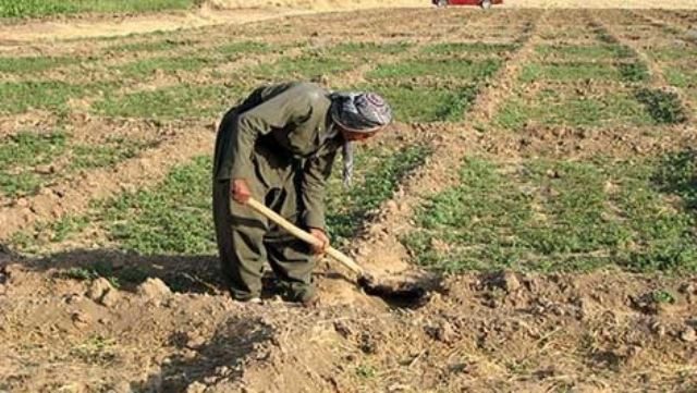 ۳۷ میلیارد تومان خسارت کشاورزان آذربایجان‌غربی پرداخت می شود