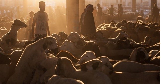 سرقت گسترده احشام در مناطق تحت کنترل کردهای سوریه از سوی گروه داعش