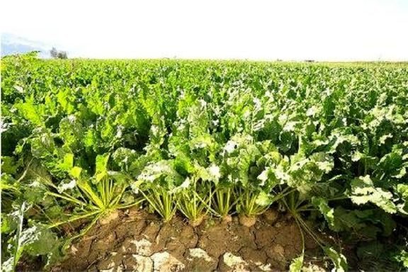 کشت ۷۰ هزار هکتار چغندرقند در آذربایجان غربی مقرون به صرفه نیست
