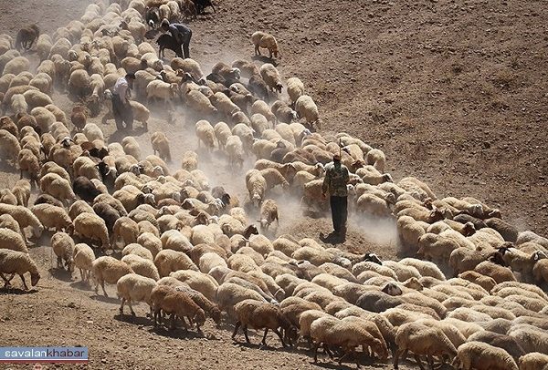 توقیف یک گله قاچاق در مرز پاوه