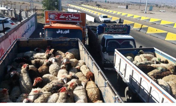 کشف ۱۰۱ راس احشام قاچاق در دهلران