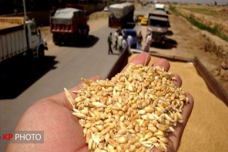 کشف 30 تن گندم قاچاق در مهاباد